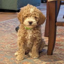 Archie - Apricot male Goldendoodle puppy in Portage, Michigan from Country Lane Goldendoodles