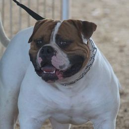 Blackjack - American Bulldog