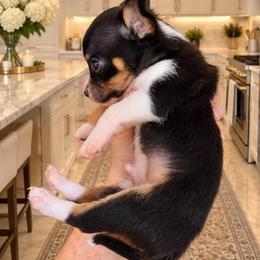 Picachu - Black sabled fawn male Chihuahua puppy in Eustis, Florida from Chichianna's Legacy