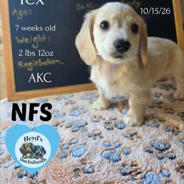 Atlas - Cream male Dachshund puppy in Hoquiam, Washington from Heyd's Mini Dachshunds