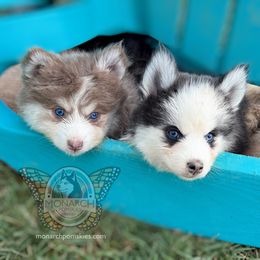 Bunnie's Panda Girl - Black and white female Pomsky puppy in Greeley, Colorado from Monarch Pomskies | Northern Colorado