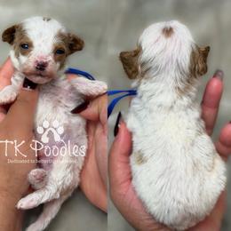 Monty - Parti male Poodle puppy in Belleville, New Jersey from TK Poodles