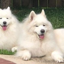 Samoyed All Grown Up from Galaxy Samoyeds