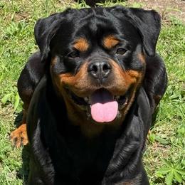 Gasolina - Rottweiler