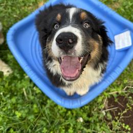 Daffy - Black tri-color male Australian Shepherd puppy in Camas, Washington from Sayre Australian Shepherds