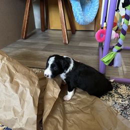 Krackle - Black and white male Border Collie puppy in Bloomingdale, New Jersey from Epic Borders