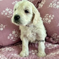 Goldendoodle Puppies from Hani's family