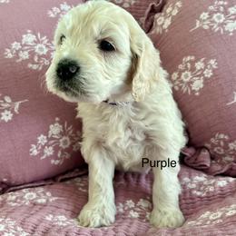 Goldendoodle Puppies from Hani's family