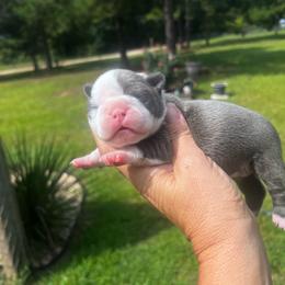 Erin - Blue female Boston Terrier puppy in Cochran, Georgia from Sweet Georgia Boston’s