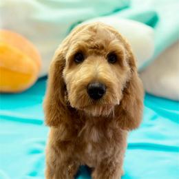 Black - Apricot male Goldendoodle puppy in Terre Haute, Indiana from Gucci's Goldendoodles