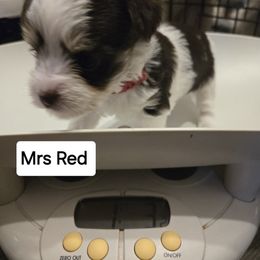 Yorkshire Terrier Puppies from Lewis Precious Paws