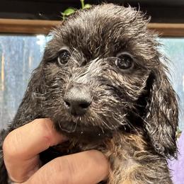 Dewey - Black male Dachshund puppy in Cabool, Missouri from Dachshund's of Country Magic Farms in Missouri