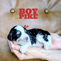 Pike - Tri-color male Bernedoodle puppy in Cambridge, Minnesota from Country Meadow Doodles