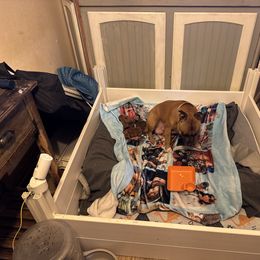 Boy 1 - Red male Staffordshire Bull Terrier puppy in Port Saint Lucie, Florida from Southern Staffies