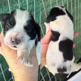 Black and white girl - Black and white female English Cocker Spaniel puppy in Millen, Georgia from Pine Hill Kennels