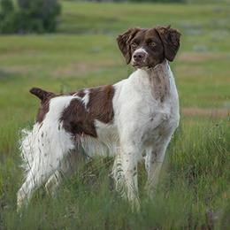 Taza - Brittany