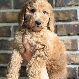 Rosie - Apricot female Goldendoodle puppy in Macclenny, Florida from Baker County Goldendoodles