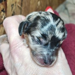 Dapple Girl 2 - Dapple female Dachshund puppy in Macon, Missouri from Angelic Doxies