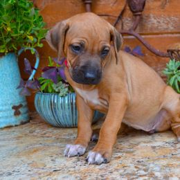 Anne-Sophie - Rd whtn blk nose female Rhodesian Ridgeback puppy in Eustis, Florida from Kengali Rhodesian Ridgebacks