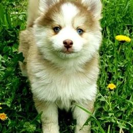 Pomskies from Spokane Pomskies