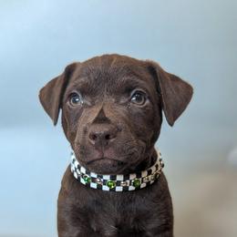 Patterdale Terrier Puppies from Moormont Kennels