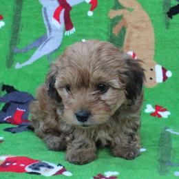 Pumpkin - Sable female Poodle puppy in Greenville, South Carolina from Wendy's House Of Poodles LLC