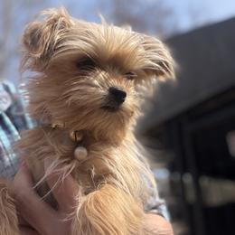 Morkie puppies from Patty’s Paws