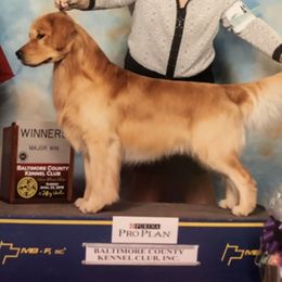 Golden Retrievers from Howards’ End Farm