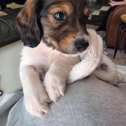 Bronco - Piebald male Dachshund puppy in Temple, Texas from Wiener Works Co.
