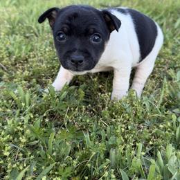 Girl 1 - Black tan and white female Rat Terrier puppy in Bee Branch, Arkansas from Rust Creek