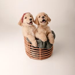 Golden Retriever Puppies from Brinton Goldens