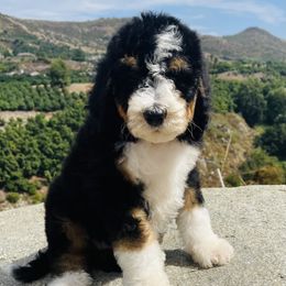 Bernedoodle Puppies from Renowned Bernedoodles