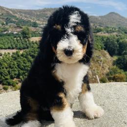 Bernedoodle Puppies from Renowned Bernedoodles