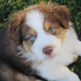 Australian Shepherd Puppies from Tru Blu Aussies
