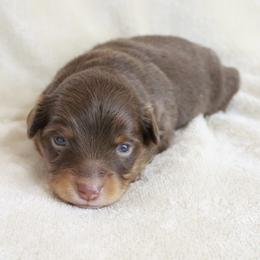 Birdie - Red tri female Toy Australian Shepherd puppy in Albia, Iowa from J Bar M Toy and Mini Aussies