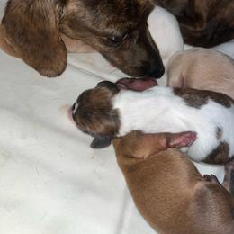 Boy 1 - Cream male Dachshund puppy in East Dover, Vermont from Audet’s Mini Dachshunds