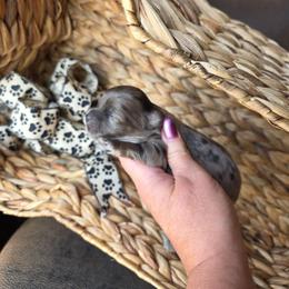 Kenny Rogers - Merle male Shihpoo puppy in Delphos, Ohio from Route 66 Puppies