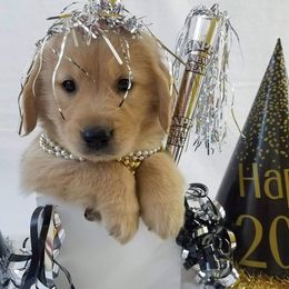 Golden Retriever Puppies from SUN-GOLDEN KENNELS