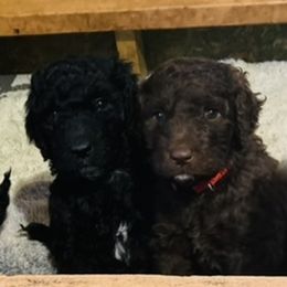 Goldendoodle Puppies from Sunshine Doodles