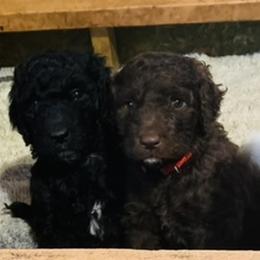 Goldendoodle Puppies from Sunshine Doodles