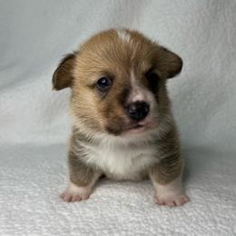 Astro - Sable male Pembroke Welsh Corgi puppy in Ocala, Florida from Osborne Corgis