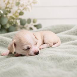 Chihuahua Puppies from Music City Chi’s
