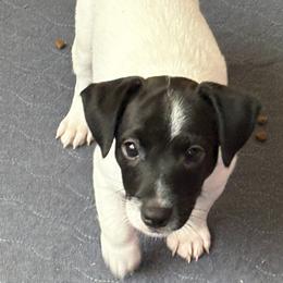 Male 2 - Black and white male Jack Russell Terrier puppy in Williston, Florida from CP FARMS BORDER COLLIES N JACKS CORP