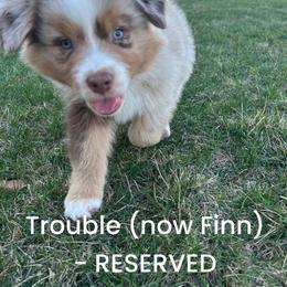 Trouble - Red merle male Australian Shepherd puppy in Fort Recovery, Ohio from Mud Path Australian Shepherds