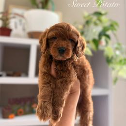 Sweet Potato - Red  male Goldendoodle puppy in Las Vegas, Nevada from Dose of Doodles