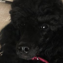BB - Poodle