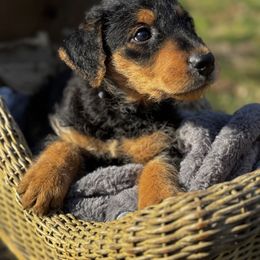 Reggie - Black and tan Airedale Terrier puppy in Mooresville, North Carolina from Farm 55