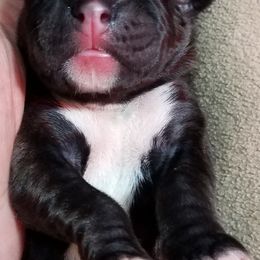 Boxer Puppies from Winchester Boxers