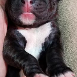 Boxer Puppies from Winchester Boxers