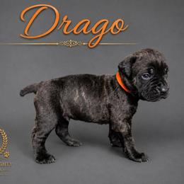 Zion - Black brindle male Cane Corso puppy in Elkhart, Indiana from Martins Almighty Cane Corsos
